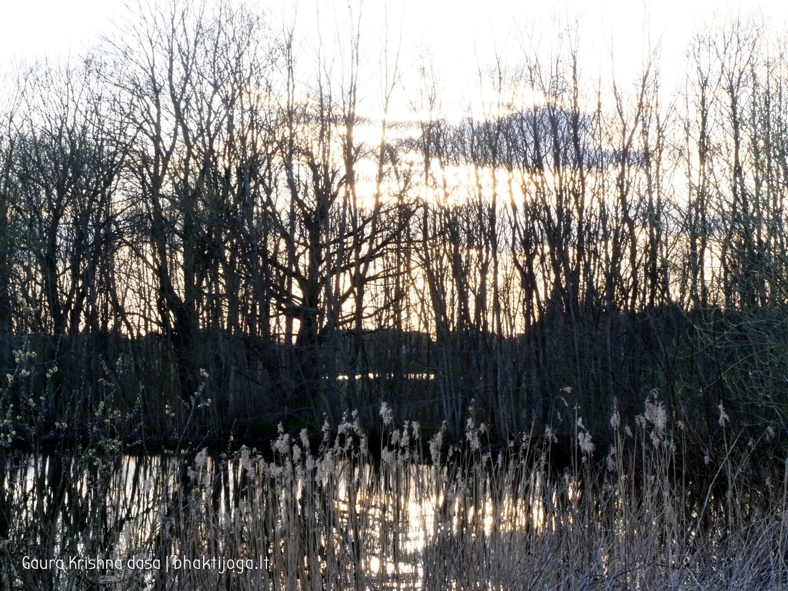 1 pavasari ismintinga gamta stiebiasi maksimaliai i virsu sakalu  kaimas 2020 04 19